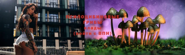 крисы Магас